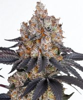 Barneys Farm Samen Gelato feminisiert - 3 Seeds