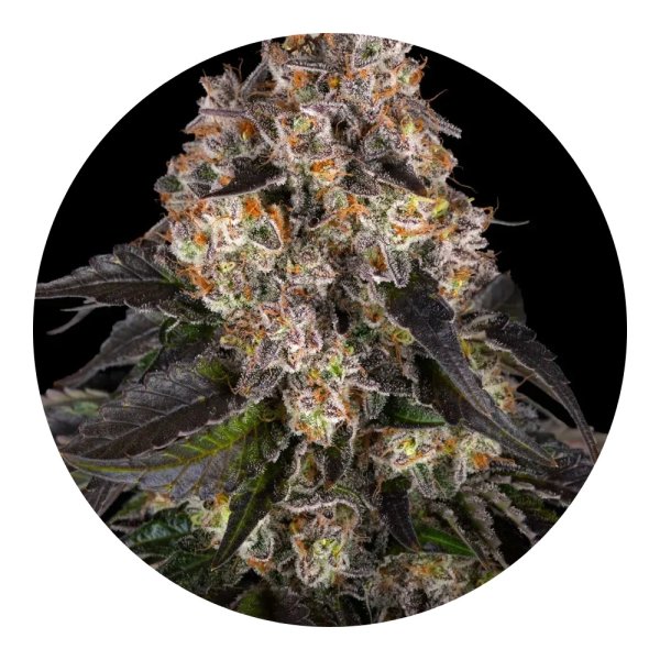 Barneys Farm Samen Girl Scout Cookies feminisiert - 3 Seeds