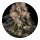 Barneys Farm Samen Girl Scout Cookies feminisiert - 3 Seeds