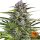 Gorilla Zkittlez Auto - 3 Samen - Barneys Farm