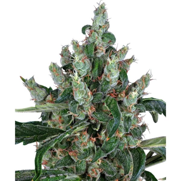 Barneys Farm Samen Laughing Buddha feminisiert - 3 Seeds