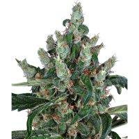 Barneys Farm Laughing Buddha - 3 Seeds