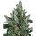 Barneys Farm Samen Laughing Buddha feminisiert - 3 Seeds