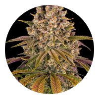 Barneys Farm Samen Lemon Tree feminisiert - 3 Seeds