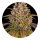 Barneys Farm Samen Lemon Tree feminisiert - 3 Seeds