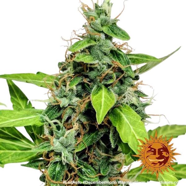 Barneys Farm LSD Auto - 3 Seeds