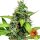 Barneys Farm LSD Auto - 3 Seeds