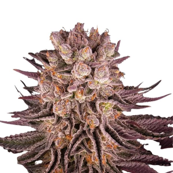 Barneys Farm Samen Mimosa x Orange Punch feminisiert - 3 Seeds