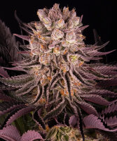 Barneys Farm Mimosa x Orange Punch - 3 Seeds