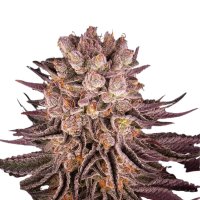 Barneys Farm Samen Mimosa x Orange Punch feminisiert - 3...