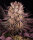 Barneys Farm Mimosa x Orange Punch - 3 Seeds
