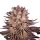 Barneys Farm Samen Mimosa x Orange Punch feminisiert - 3 Seeds