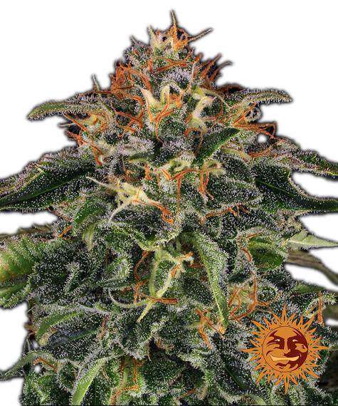 Barneys Farm Moby Dick - 3 Seeds