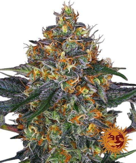 Barneys Farm Moby Dick Auto - 3 Seeds