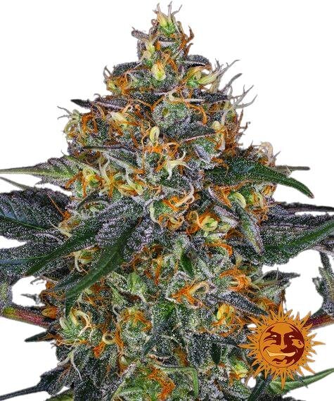 Moby Dick Auto - 3 Samen - Barneys Farm