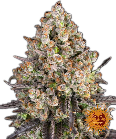 OG Kush - 3 Samen - Barneys Farm