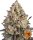 Barneys Farm Samen OG Kush feminisiert - 3 Seeds