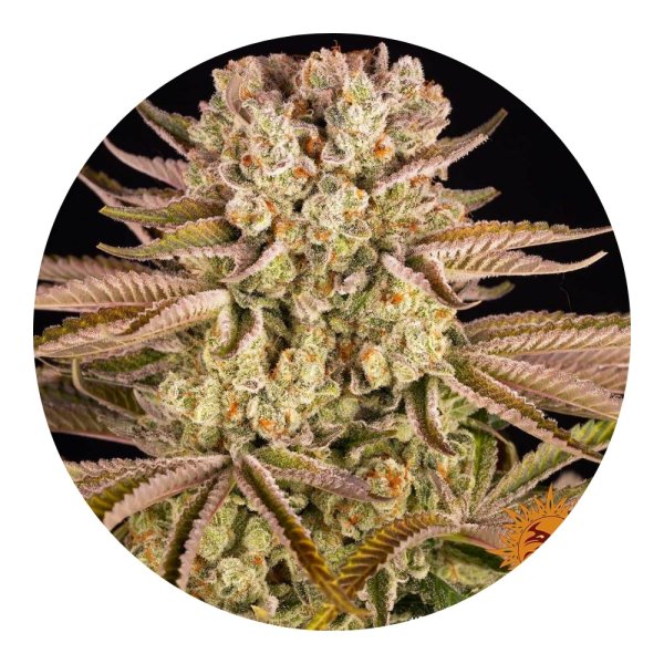 Barneys Farm Samen Pineapple Express feminisiert - 3 Seeds