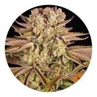 Barneys Farm Samen Pineapple Express feminisiert - 3 Seeds