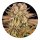 Barneys Farm Samen Pineapple Express feminisiert - 3 Seeds
