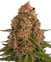 Barneys Farm Pink Kush - 3 Seeds