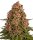 Barneys Farm Samen Pink Kush feminisiert - 3 Seeds