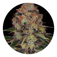 Barneys Farm Samen Shiskaberry feminisiert - 3 Seeds