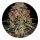 Barneys Farm Samen Shiskaberry feminisiert - 3 Seeds