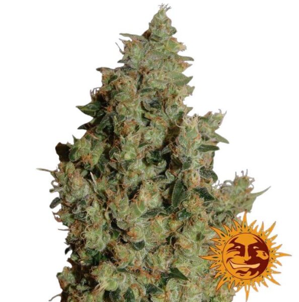 Tangerine Dream - 3 Samen - Barneys Farm