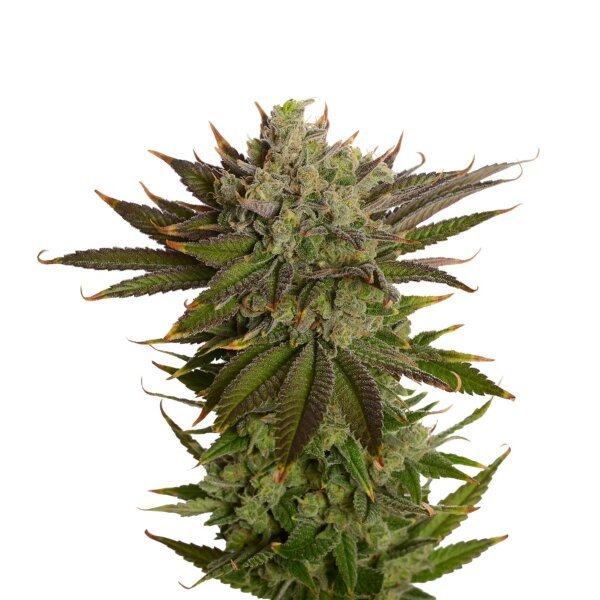 Amsterdam Genetics - AK 020 Feminized (5 seeds pack)