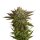 Amsterdam Genetics - AK 020 Feminized (5 seeds pack)