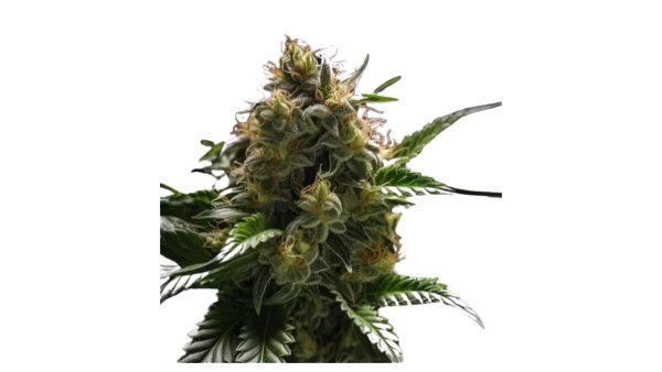 Hempodia Samen Amnesia Feminized - 3 Seeds