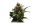 Hempodia Samen Amnesia Feminized - 3 Seeds