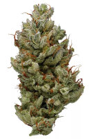 Hempodia Blue Power - 3 Seeds