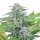 Hempodia Samen Critical Impact Feminized - 3 Seeds