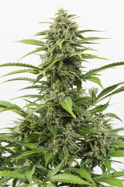 Critical+ Autoflowering  - 3 Samen - Hempodia