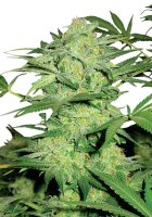 Northern Lights Autoflowering  - 3 Samen - Hempodia