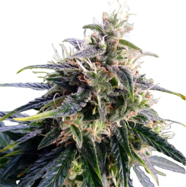 Hempodia Samen Northern Lights Feminized - 3 Seeds