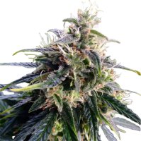 Hempodia Samen Northern Lights Feminized - 3 Seeds