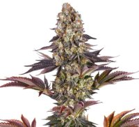 Jungpflanze zur Anzucht Gelato 45
