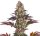 Jungpflanze zur Anzucht Gelato 45