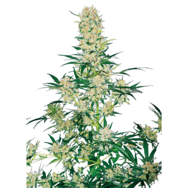 Hempodia Samen AK49 Feminized - 3 Seeds