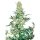 Hempodia Samen AK49 Feminized - 3 Seeds