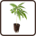 Steckling