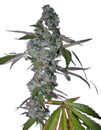 Jungpflanze zur Anzucht Girl Scout Cookies