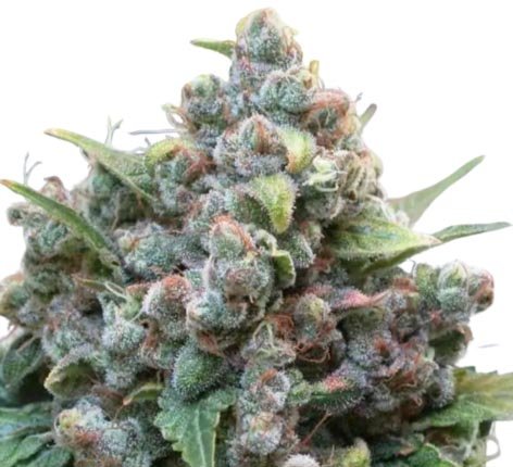 Jungpflanze zur Anzucht White Widow