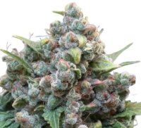 Jungpflanze zur Anzucht White Widow