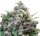 Jungpflanze zur Anzucht White Widow