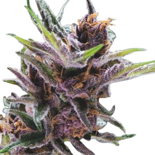 Jungpflanze zur Anzucht Black Cherry Punch