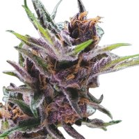Jungpflanze zur Anzucht Black Cherry Punch